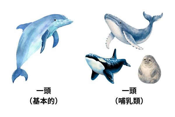 dolphin