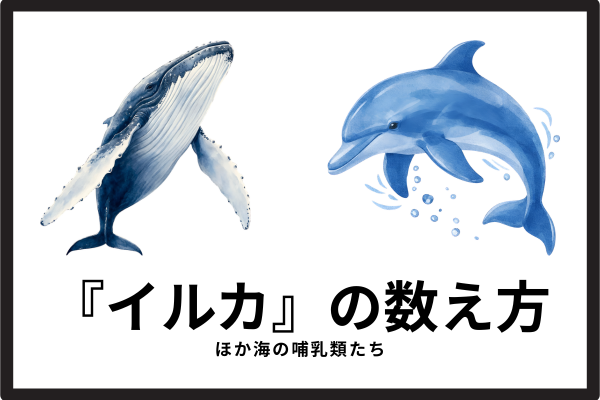 dolphin
